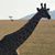 Susan Stoops Watson's profile image