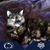 Dixie Miller's profile image