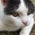 April Lambert Rizzo's profile image