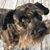 Ledosta Bell's profile image