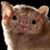 Chanda Bertch's profile image