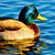 Carol Mattingly's profile image