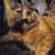 Michelle Lucano's profile image