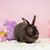 Michelle McCourt's profile image