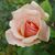 Marsha M Carpenter's profile image