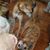 Jennifer Coffey Wheeler's profile image