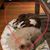 Susan Elizabeth's profile image