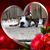 Andrea L. Melaragno's profile image