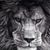 Alexander Cedano's profile image