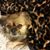 Kelley L. Kirk's profile image