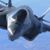 Nova Singh's profile image