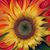 Amy Noel Ingles's profile image
