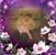 Leslie Brodigan-reuling's profile image