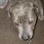 Sandy Voyles Kinsey Campbell's profile image