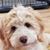 DeeAnn Haggard Harrington's profile image