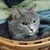 Heather Beabout-Dunk's profile image