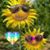 Becky Bickerdt's profile image