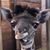 Amy Barnes's profile image