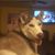 Alan Poling's profile image