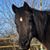 Linda MacDougall's profile image