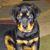 Collins Rottweilers's profile image