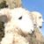 Edie Hopper Abbott's profile image