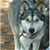 Debi Nottingham Ivy's profile image