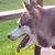 Tiffany Willard's profile image