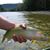 Flyfish Montana's profile image