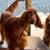Mary Moulton-Bateman's profile image