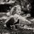 Sharon Chambers's profile image