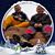 Sue Shaffer's profile image