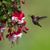 Betsy Wicks Pike's profile image