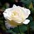 Lou Ann Leckenby's profile image