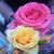 Konni Stratton Batts Logan's profile image