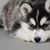 Jemmy Chadchapol's profile image