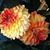 Mariam Roberts's profile image
