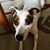 Michele Robinson Gagliardi's profile image