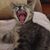Alana H. Fox's profile image