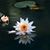 Michelle Bostic's profile image