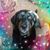 Lori Jackson Pisani's profile image