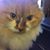 Allison Power's profile image