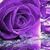 Dina Bloxom's profile image