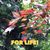 Laura Shields Molenaar's profile image