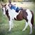 Brandy Nevins's profile image