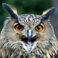 Lisa Prodywus's profile image