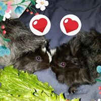 Lara Truskowski's profile image