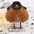 Betty Holwerda Nelson's profile image