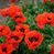 Carolyn Lennard's profile image