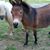 Susie Wood Hesseltine's profile image